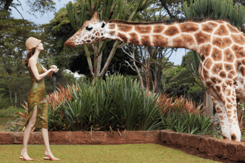 Giraffe-Manor-2-620x413