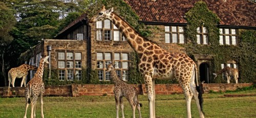 GiraffeManor1