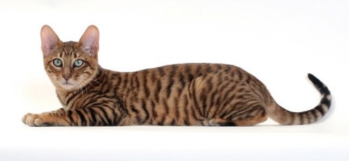 Toyger